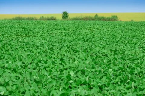 Soybeans on the field Stock Photos