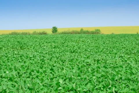 Soybeans on the field Stock Photos