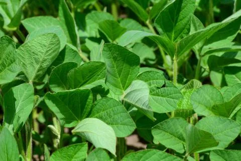 Soybeans on the field Stock Photos