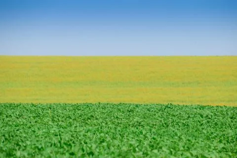Soybeans on the field Stock Photos