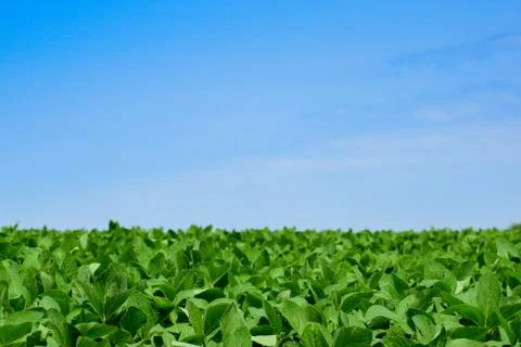 Soybeans on the field Stock Photos