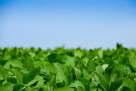 Soybeans on the field Stock Photos