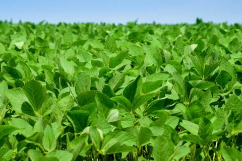 Soybeans on the field Stock-Fotos