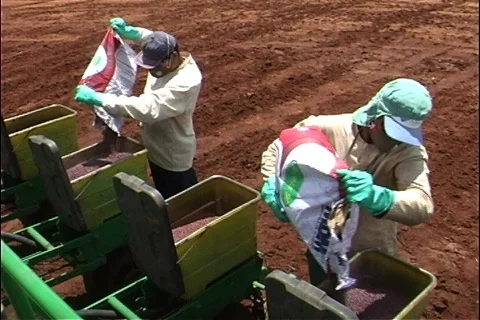 Soybeans 库存影片 853674