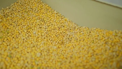 Soybeans go to the soybean processing bin Video stock 127651920