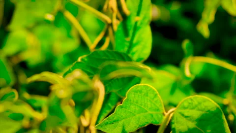 Soybeans grow in the field. Selective focus. Stock Footage 161017125