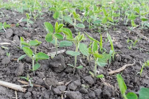 Soybeans growing on the field Stock Photos