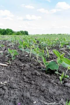 Soybeans growing on the field Foto stock