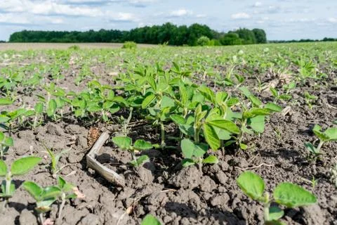 Soybeans growing on the field Stock Photos