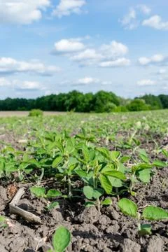 Soybeans growing on the field Stock Photos