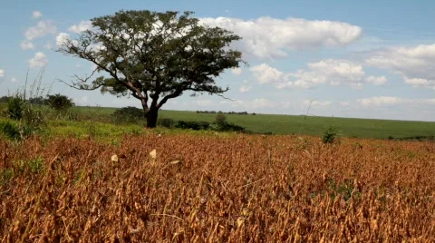 Soybeans - MVI 2182 Stock Footage 857296