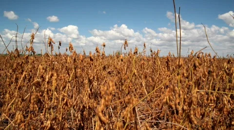Soybeans - MVI 2184 Stock Footage 857299
