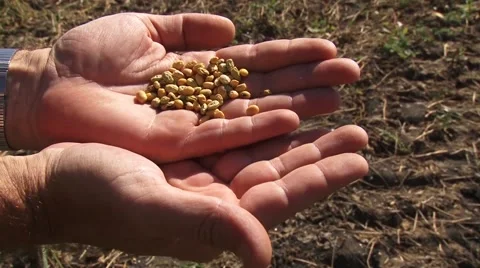 Soybeans in palms Stock Footage 56497799