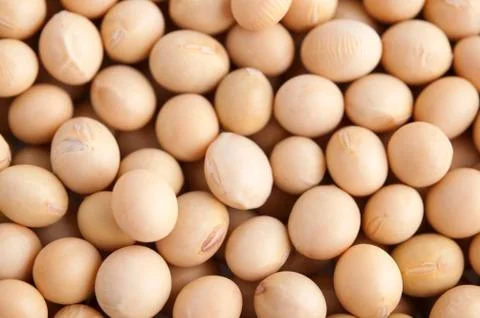 Soybeans 스톡 사진