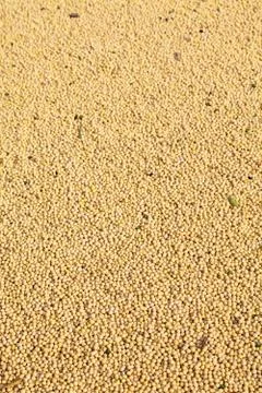 Soybeans Stock Photos