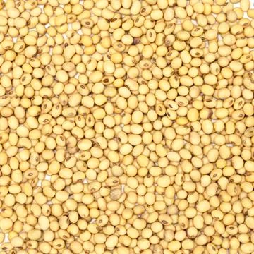 Soybeans Stock Photos