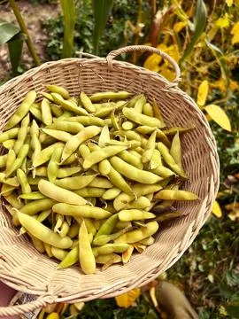 Soybeans Stock Photos