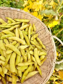 Soybeans Stock Photos