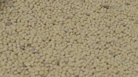 Soybeans in the rays of light Stock Footage 55101112