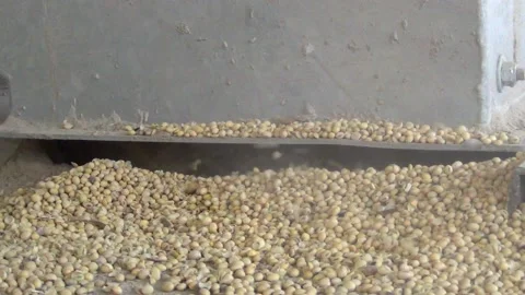 Soybeans spilling out of the silo at the elevator Vidéo 138087622