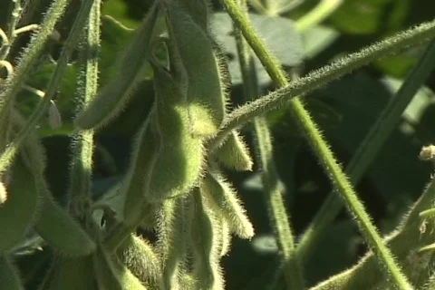 Soybeans in the sunlight Stock Footage 436756