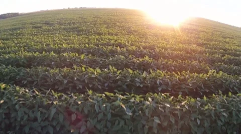 Soybeans at sunset Video stock 54160663
