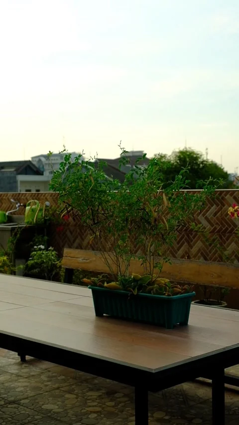 Soybeans tree in a pot 動画素材 243616127