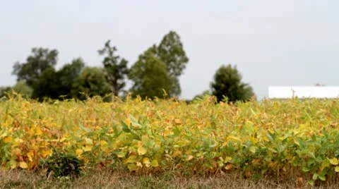 Soyplants2.mp4 스톡 동영상 8850529