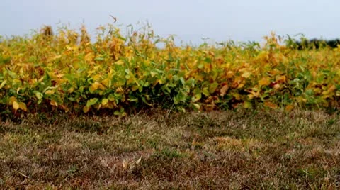 Soyplants.mp4 Stock Footage 8850519