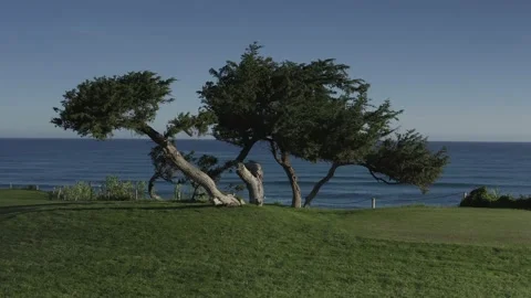 SP 0146 Drone Beach Arc DJI 0252 Stock Footage 169980861