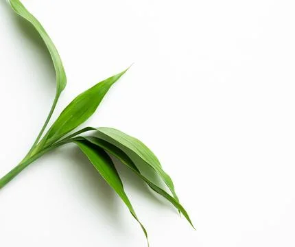 Spa background with green leaf on white floor wall, platform Stock Photos