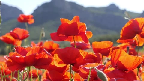 SPA. Business idea. Blooming wild scarlet poppies sway in the wind and the Stock Footage 277722320