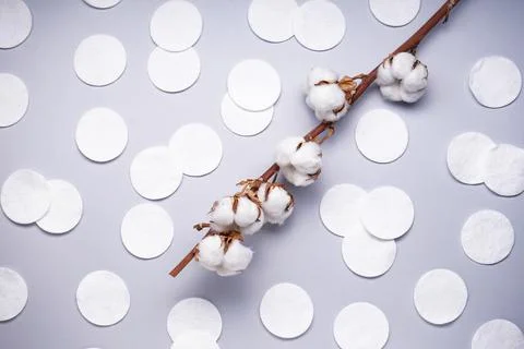 Spa concept. Flat lay background with branch of cotton plant, cotton pads. Hy Foto stock