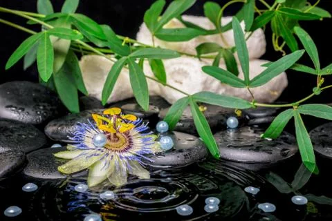 Spa concept of passiflora flower, green  branches, towels, zen basalt stone.. Stock Photos