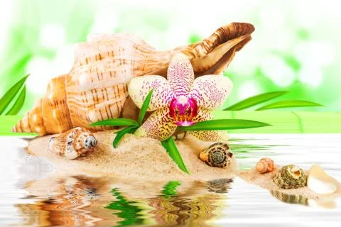 Spa concept with seashell Stock Photos