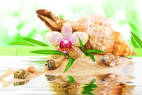 Spa concept with seashell Stock Photos
