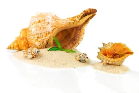 Spa concept with seashells and bamboo Stock Photos
