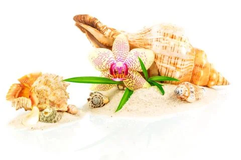 Spa concept with seashells, bamboo and orchid Stock Photos