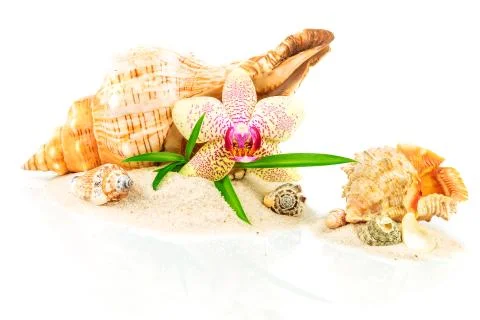 Spa concept with seashells, bamboo and orchid Stock Photos