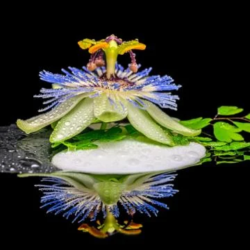 Spa concept of stone texture symbol Yin Yang, passiflora flower and twig fe.. Fotos de archivo