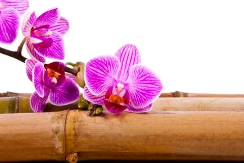 Spa decoration concept Stock Photos