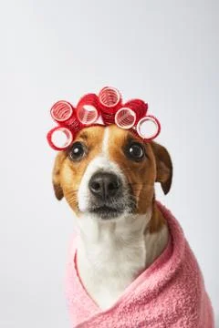 Spa dog Foto stock