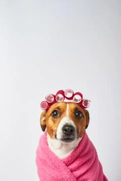 Spa dog Stock Photos