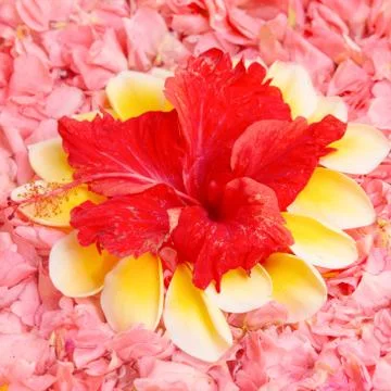 Spa flowers background Stock Photos