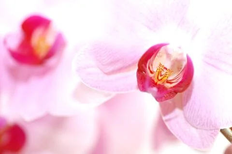 Spa flowers Foto stock