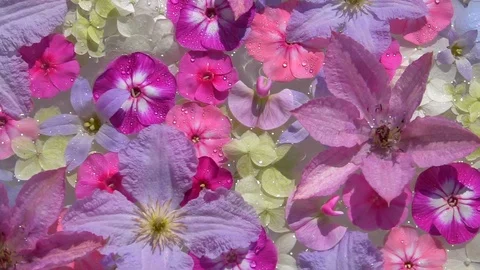 Spa flowers on the water surface dancing on the waves at sunny day. Vídeos de archivo 99453771