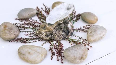 SPA oriental composition. Oyster shells, sea pebbles, young sprouts on a wood Stock Photos