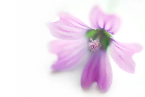 Spa purple flower Stock Photos