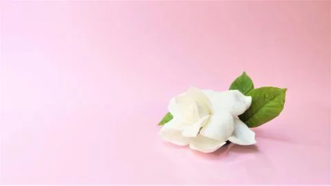 Spa setting and Spa background composition with white gardenia flower on pink 스톡 사진