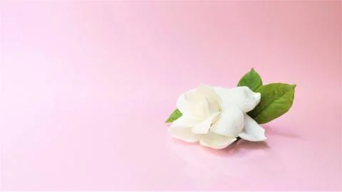 Spa setting and Spa background composition with white gardenia flower on pink Foto stock